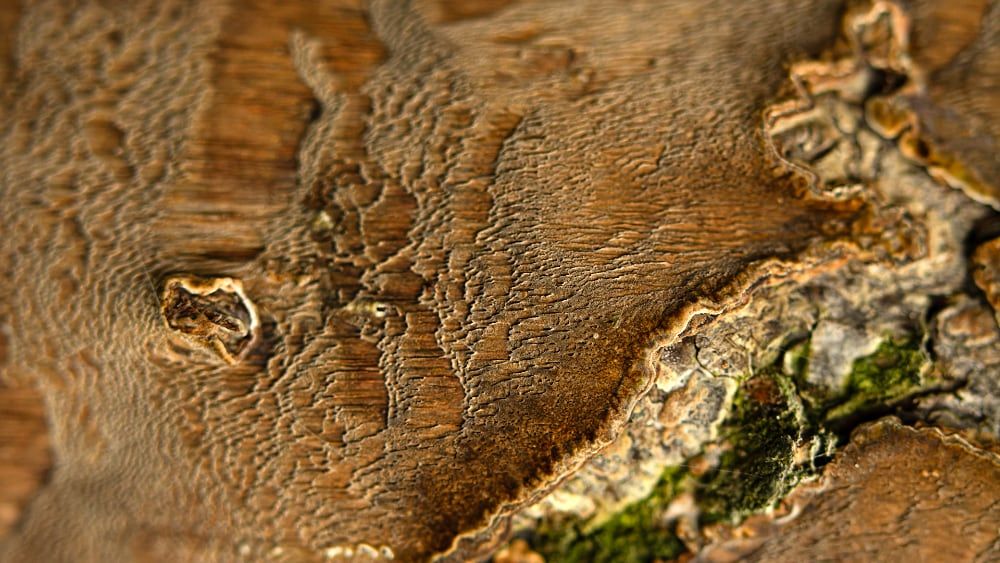 Territoire - Clothilde Leblanc photographe